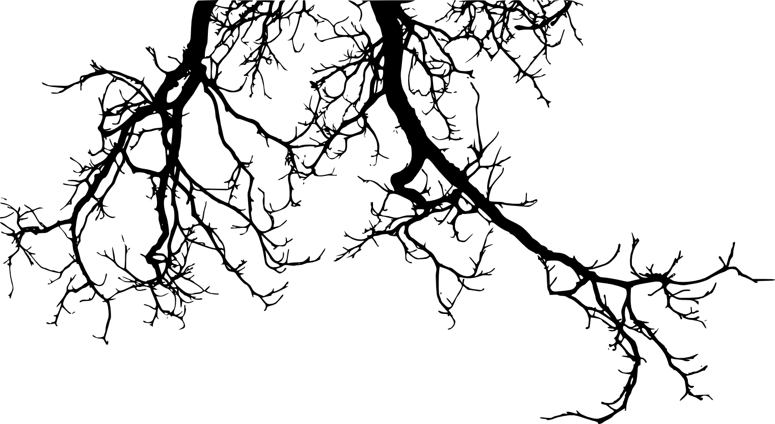 Branch Tree Twig, tree branch, leaf, tree Branch, branch png